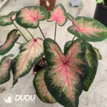 Caladium bicolor Pink summer Seedling(100Pcs??