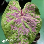 Caladium froth Seedling(100Pcs??