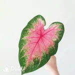 Caladium rosebud Seedling(100Pcs??