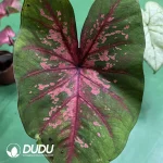 Caladium lava Seedling(100Pcs??