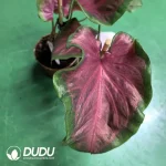 Caladium cherry Seedling(100Pcs??