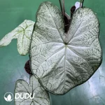 Caladium the pale moonshine Seedling(100Pcs??
