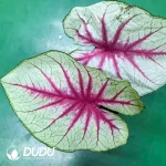 Caladium fantasy Seedling(100Pcs??