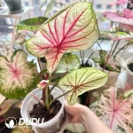 Caladium the snow girl Seedling(100Pcs??