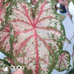 Caladium bicolor  celebrqtion Seedling(100Pcs??