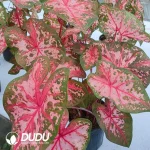 Caladium caroline Seedling(100Pcs??