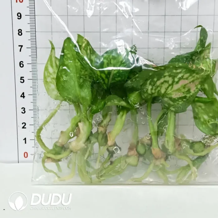 Caladium caroline Seedling(100Pcs?? - Image 2