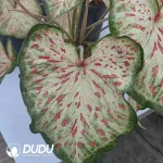 Caladium tree plum gingeread Seedling(100Pcs??