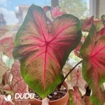 Caladium sequence Seedling(100Pcs??