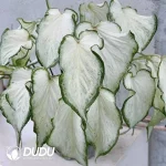 Caladium white column Seedling(100Pcs??