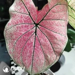 Caladium princess castle Seedling(100Pcs??
