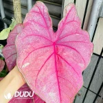 Caladium annie Seedling(100Pcs??