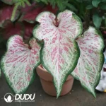 Caladium  star point Seedling(100Pcs??