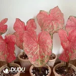 Caladium toe shoe Seedling(100Pcs??