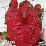 Caladium hot heart Seedling(100Pcs??