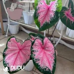 Caladium hearts A Seedling(100Pcs??