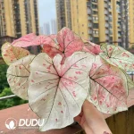 Caladium strawberry star Seedling(100Pcs??