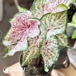 Caladium spiritual beautifulness Seedling(100Pcs??
