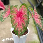 Caladium wild fire Seedling(100Pcs??