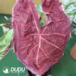 Caladium Moonlight raspberry Seedling(100Pcs??