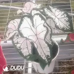 Caladium bicolor  Pink splash Seedling(100Pcs??