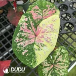 Caladium the moonstone Seedling(100Pcs??