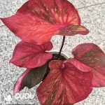 Caladium Thailand 240801 Seedling(100Pcs??