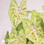 Caladium miss muffet Seedling(100Pcs??