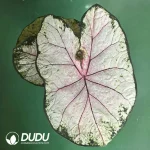 Caladium apple blosson Seedling(100Pcs??