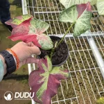 Caladium zhong wuyan Seedling(100Pcs??