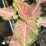 Caladium pink jelly Seedling(100Pcs??