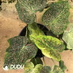 Caladium  rice bean Seedling(100Pcs??