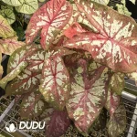 Caladium like smoke Seedling(100Pcs??
