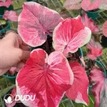 Caladium desert sunset Seedling(100Pcs??