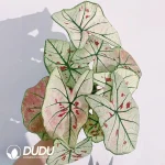 Caladium bicolor White strawberry Seedling(100Pcs??