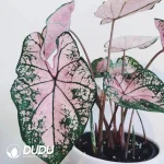 Caladium bicolor  Pink splash Seedling(100Pcs??