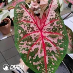 Caladium bicolor Caroline Seedling(100Pcs??