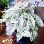 Caladium bicolor White Lovers Seedling(100Pcs??