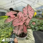 Caladium ?? hortulanum cv. Thai Beauty|iPlant Seedling(100Pcs??