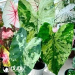 Caladium bicolor Green frog Seedling(100Pcs??