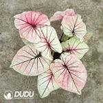 Caladium bicolor Enchanting   Seedling(100Pcs??