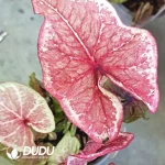 Caladium bicolorenchanting Seedling(100Pcs??