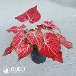 Caladium bicolor  Scorching Heart Seedling(100Pcs??