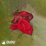 Caladium bicolor  Searing Heart of Golden Veins Seedling(100Pcs??