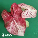 Milano Seedling(100Pcs??