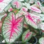 Caladium bicolor  Summer Breeze Seedling(100Pcs??