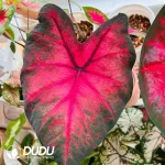 Caladium bicolor  Flaming Hempel Seedling(100Pcs??