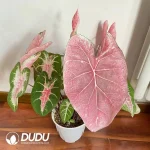 Caladium bicolor Powdercloud Seedling(100Pcs??