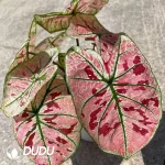 Caladium bicolor  Bright red strawberry Seedling(100Pcs??