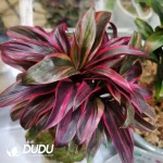 Cordyline Pink Champion Seedling(100Pcs??
